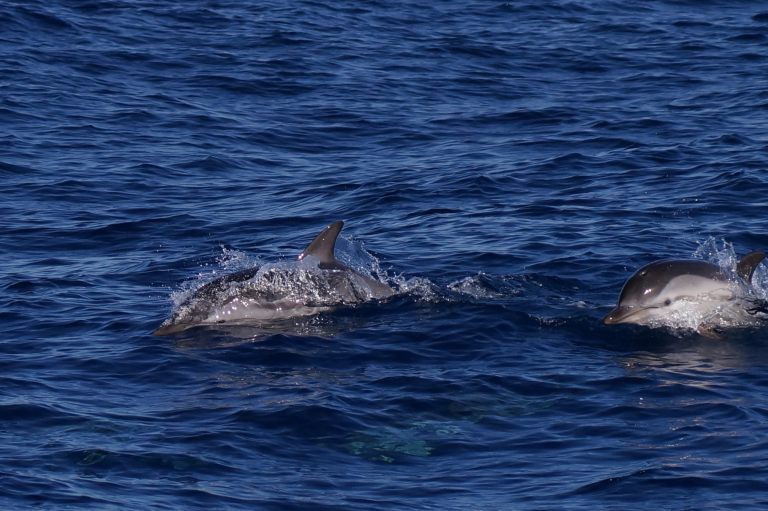 2024-05-03 08-07-36 - DSC06022